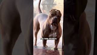 Meet the Pitbull: Strength, Loyalty &amp; Big Hearts! 🐾 #pitbull #doglovers