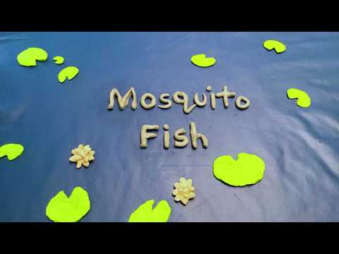 Mosquito Fish - Claymation Animation by Bryn Wright (age 10)