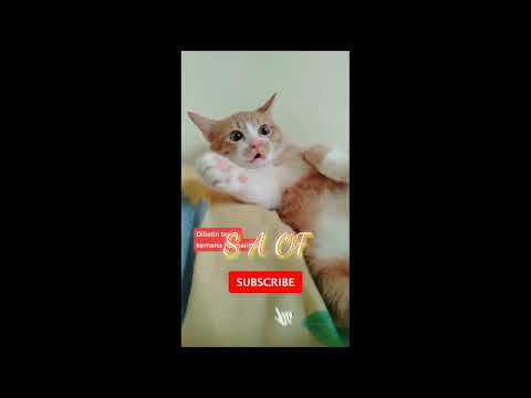kucing lucu beraksi lagi syok