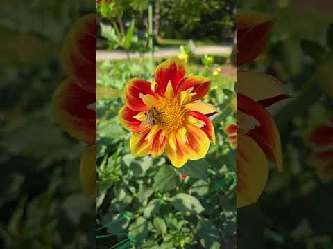 I love the dahlias at the Halifax Public Gardens. #gardening #dahlias