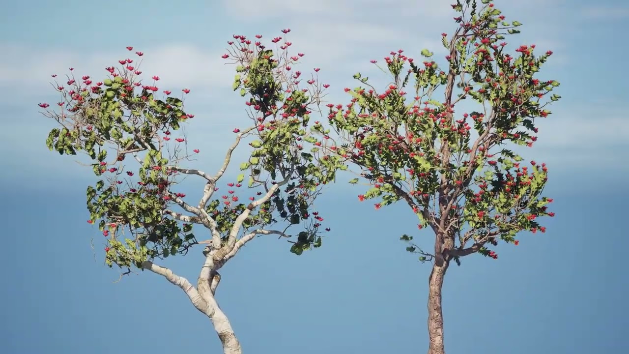 2 alberi in fiore Alberi tropicali Ohia Lehua delle Hawaii Modello 3D