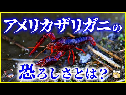 ザリガニ科 - 定義