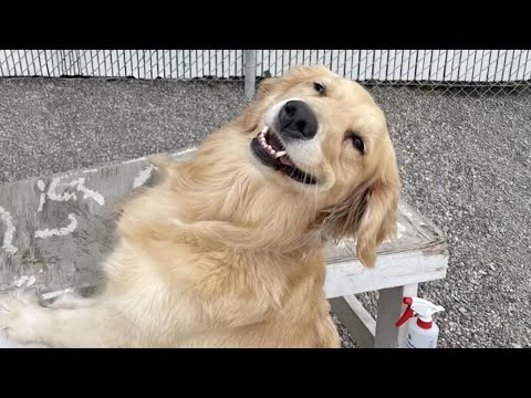 Ces chiens golden retrievers sont les créatures les plus drôles de la planète
