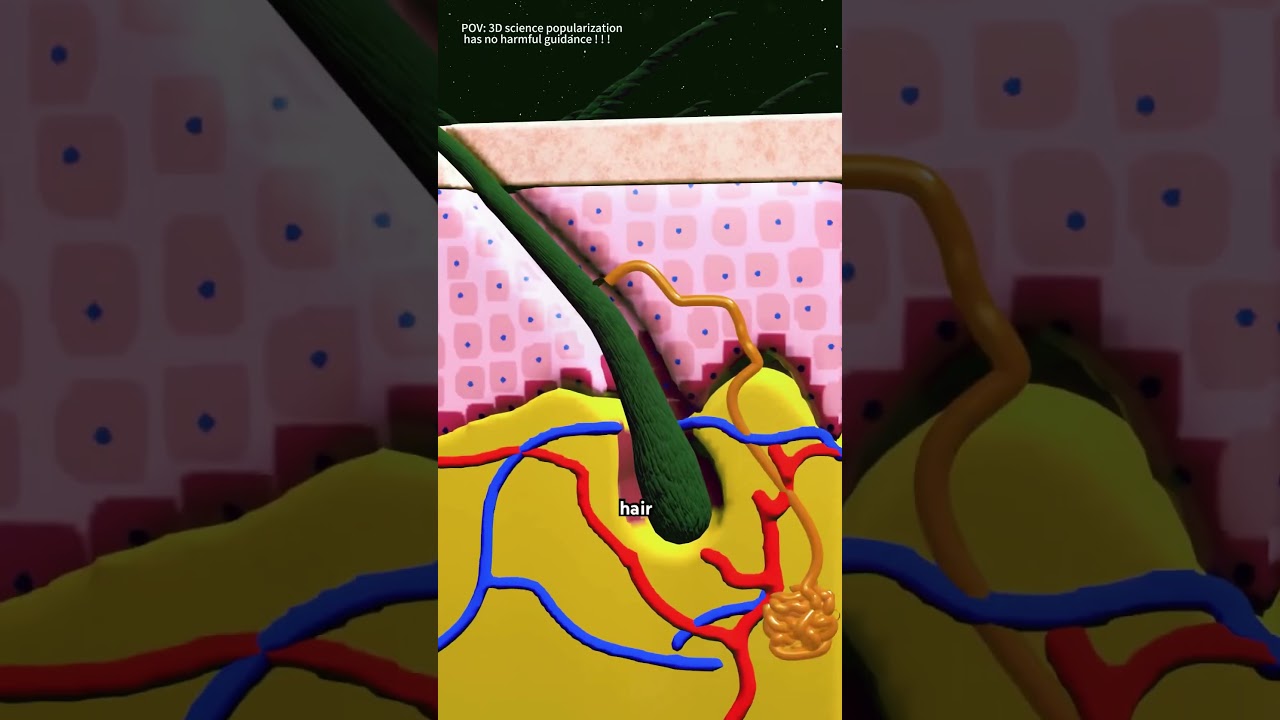 Why Do Armpits Smell?#ArmpitOdor #WhyDoArmpitsSmell #3DMedicalAnimation #BodyOdorExplained