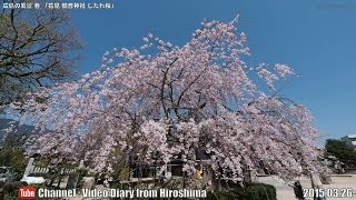 preview picture of video '広島の風景2015春 花見「観音神社しだれ桜」03.26 Scenery of Hiroshima Spring Blossom viewing,Weeping cherry tree'