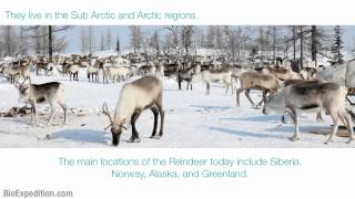 Information about Reindeer