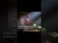 John Cena At Ambani S Wedding Shorts Trending Youtube