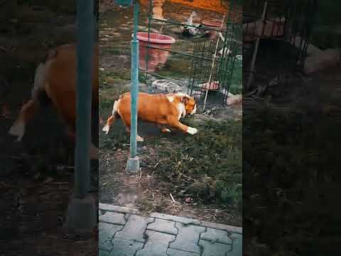 Bulldogge Welpe kaufen