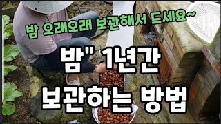밤" 이렇게 보관하면 벌레도 안먹고 1년까지 갑니다! 오늘은 밤을 많이 주웠습니다~ #밤오래가게보관하는방법 …