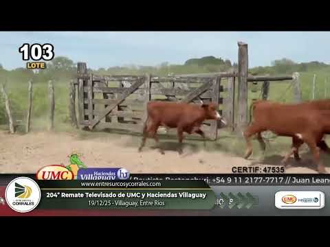 19-12-25 - 204º Remate Televisado de UMC y Haciendas Villaguay -  Villaguay, Entre Ríos