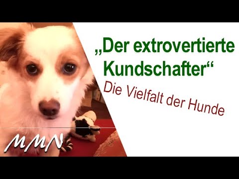 Die Vielfalt der Hunde - Der extrovertierte Kundschafter - Portrait - von Maja Nowak