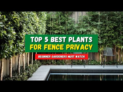 , title : 'Top 5 Plants for Fence That Provide Extra Privacy | Privacy Fence (Hedge) Landscaping 👌'