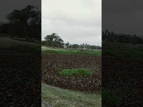 Murici no bairro cajueiro Alagoas