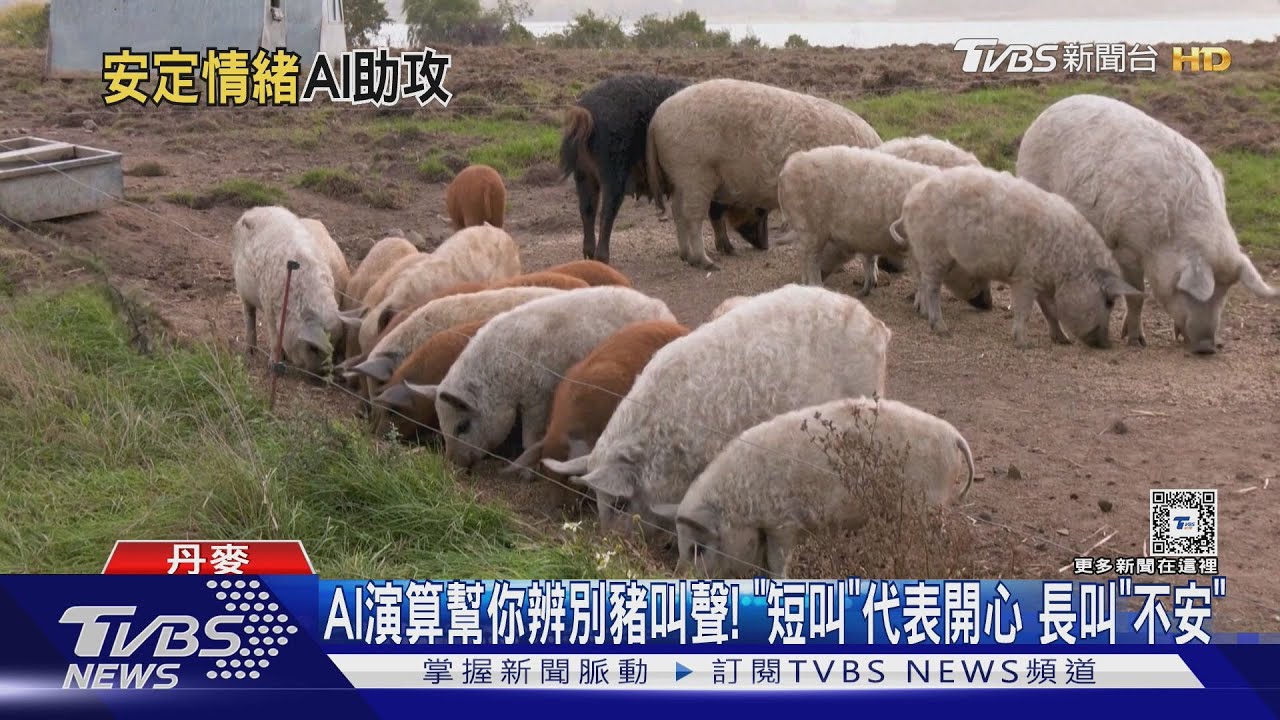 AI演算幫你辨別豬叫聲! 「短叫」代表開心 長叫「不安」