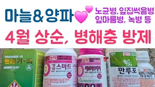 마늘&양파, 4월 상순 병해충방제???? 노균병, 잎집썩음병, 잎마름병, 녹병 등