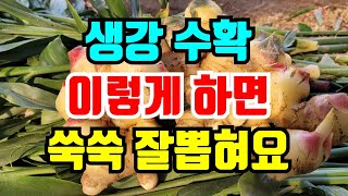 햇생강 수확시기 생강 안캐질때 쉽게 뽑는방법 이것만 주면 쉽고 빠르게 뽑혀요
