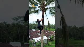 Download lagu This Beautiful Girl Is a Master at Climbing Coconut Trees, Her Actions Will Make You Amazed! mp3 Download lagu This Beautiful Girl Is a Master at Climbing Coconut Trees, Her Actions Will Make You Amazed! mp3