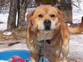 Seven Dogs Chained in Pennsylvania Woods: No ...