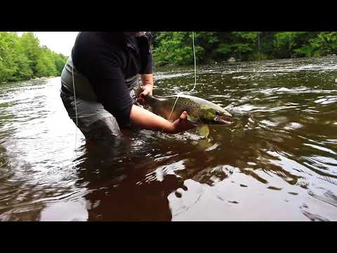 Fly fishing in Älvkarleby, Sweden