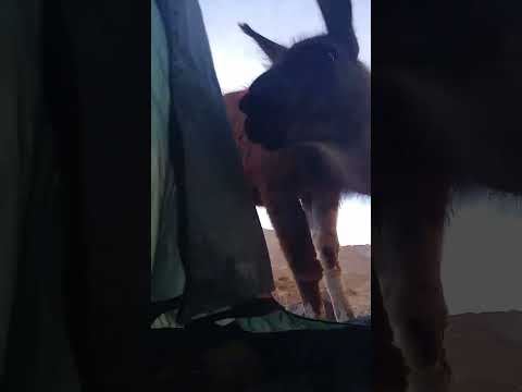 Llama surprises cyclist inside tent in La Poma, Salta, Argentina