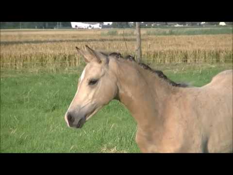 Mr. Riös - FS Mr. Right x Kaiserjäger xx