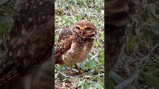 Coruja buraqueira #aves