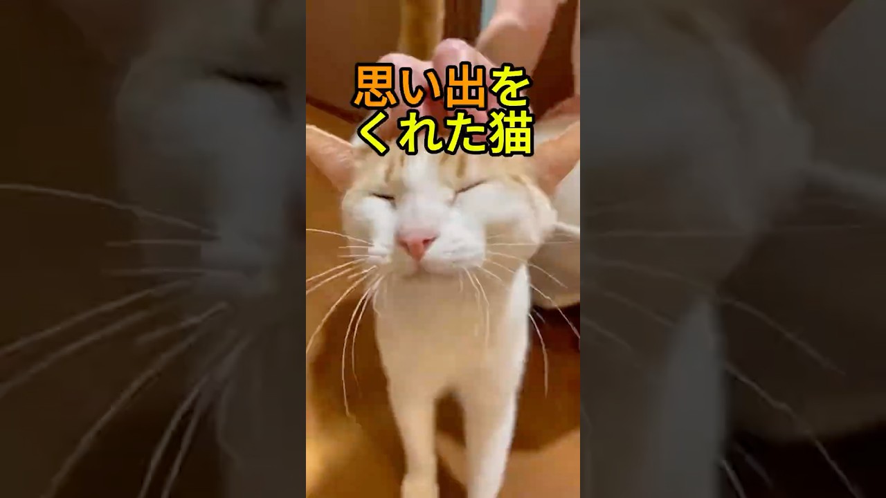 【保護猫】かけがえのない思い出をくれた猫【感動物語】 #shorts