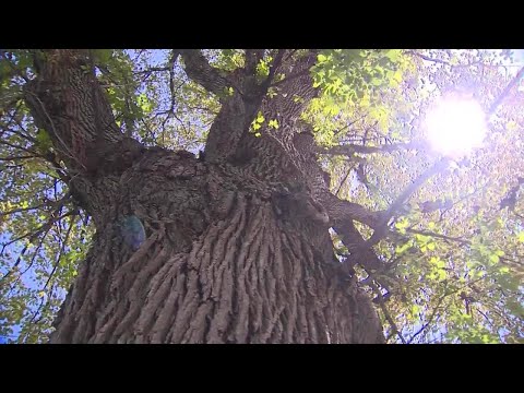 Boston, environmental partners planting thousands of trees across city