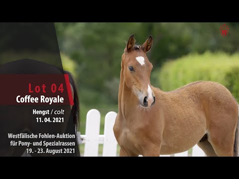 Fohlen-Auktion Lot 4 Coffee Royale Hengst v. DSP Cosmo Royale - Darino