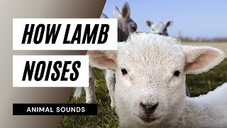 The Animal Sounds: Lamb Noises - Sound Effect - Animation