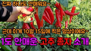 1도 안매운 고추 종자 소개합니다!! 달고 맛있는데 정말 1개도 안맵습니다~~ 고추 농사 잘 짓는 법 대공개…