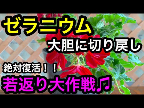 アイビーゼラニウム（Pelargonium peltatum）の挿し木はいつ、どのように行うのですか？チュートリアルとビデオ  庭園
