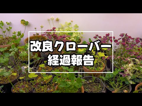 リトル・ブラウネル 植物