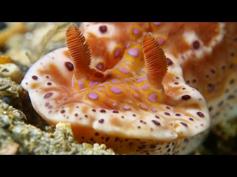 Sea Slug Census: Unveiling invisible ecological shifts with citizen science