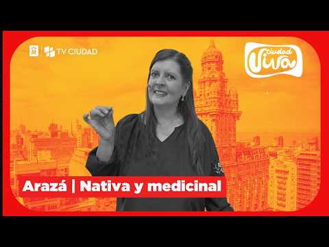 El arazá | Fruta nativa y medicinal