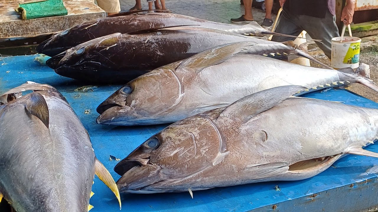 Live 8 Sept 24 Cutting yellowfin tuna by skilled hands at Sorong Fish Market, West Papua, Indonesia