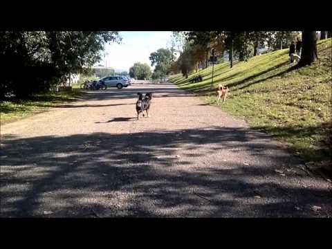 Sonnentanz Alternative Video