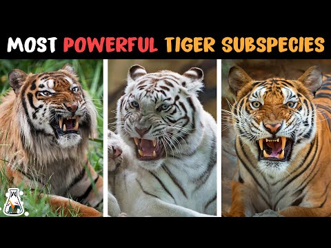 9 Strongest Tiger Subspecies That Ever Existed
