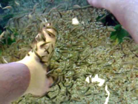 Birthday trip to fish spa