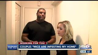 Tenants frustrated over mice infestation at Indy apartment complex