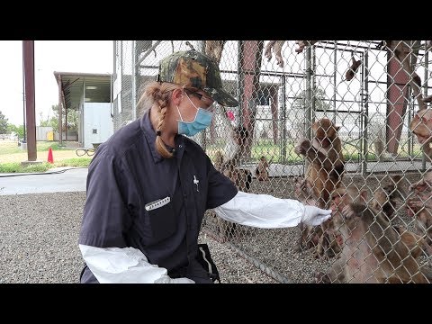 Positive Reinforcement Training with Rhesus Macaques (Macaca mulatta) at UC Davis CNPRC