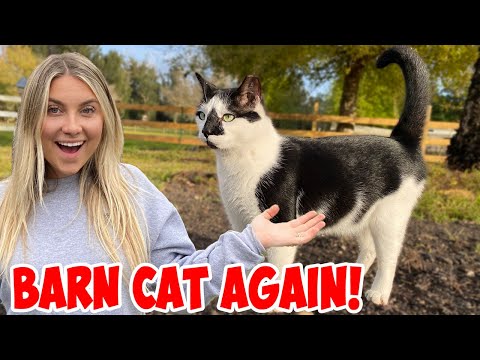 Transitioning My House Cat Back Into A BARN CAT!
