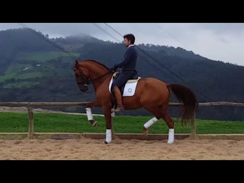 SOLD !!! LUSITANO HORSE FOR SALE - PIAFFE-PASSAGE - PIRO FREE