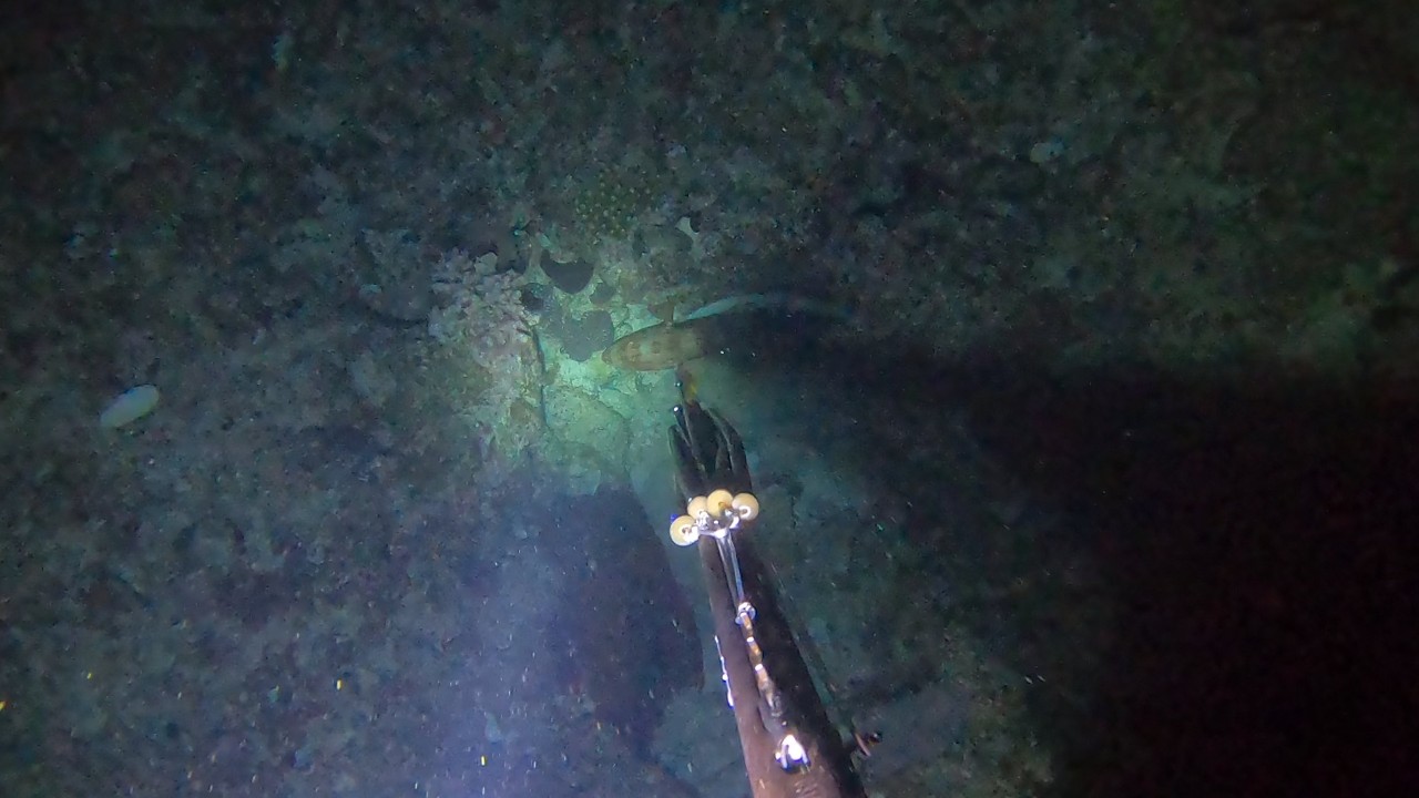 【素潜り魚突き】2026年3月22日【spearfishing in JAPAN】