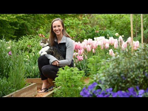 April Garden Tour 2022 🌷😍💐// Naturalized Daffodils, Early Tulips, and Cool Flowers // Northlawn