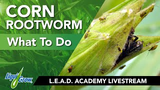 Stomp Out Corn Rootworm
