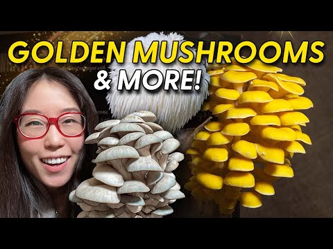 Growing BLUE & GOLDEN OYSTER MUSHROOMS at Home - Episode 4