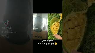 Download lagu ganito ang pagbalat Ng langka😍😍😁💪💪💪 mp3