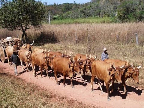 A Saudade e o Carreiro - Os Dois Mineiros