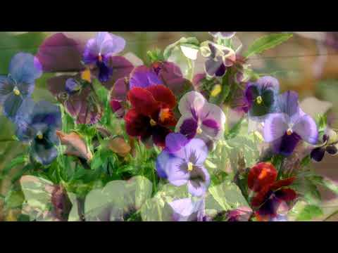 BÀI TANGO TÍM (tone nam)  -  Karaoke HD MINH _